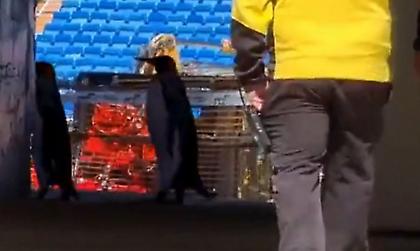 Απίστευτο: Πιγκουίνοι βόλταραν μέσα στο κλειστό «Μπερναμπέου» (video)