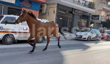 Άλογο σε.. άσκοπη μετακίνηση στους δρόμους Λάρισας