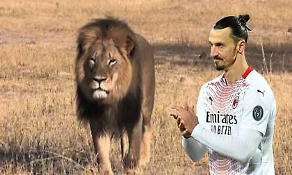 Σάλος με Ιμπραΐμοβιτς: «Σκότωσε ένα λιοντάρι και πήρε το κεφάλι του για τρόπαιο»!