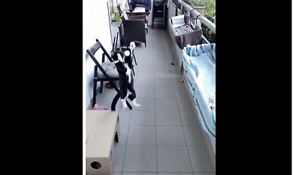 Απίστευτο: Γάτα κάνει κοντρόλ με το… στήθος υπό τον ύμνο του Champions League (video)