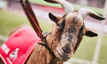 Θανατώθηκε το κριάρι-μασκότ της Κολωνίας