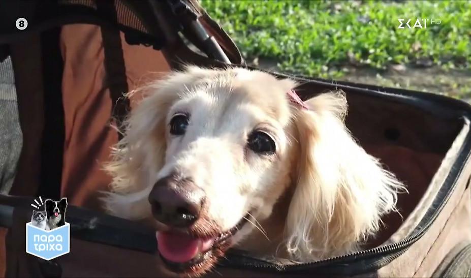 Παρά Τρίχα: Τι πρέπει να γνωρίζουμε για τα κατοικίδια σε κατοικίες