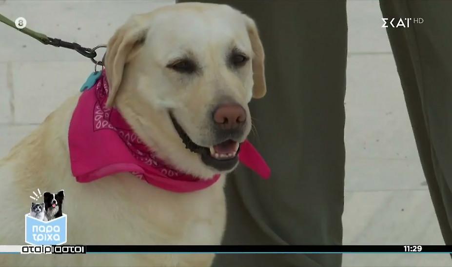 Παρά Τρίχα: Ένας σκύλος ειδοποίησης διαβήτη σώζει ζωές