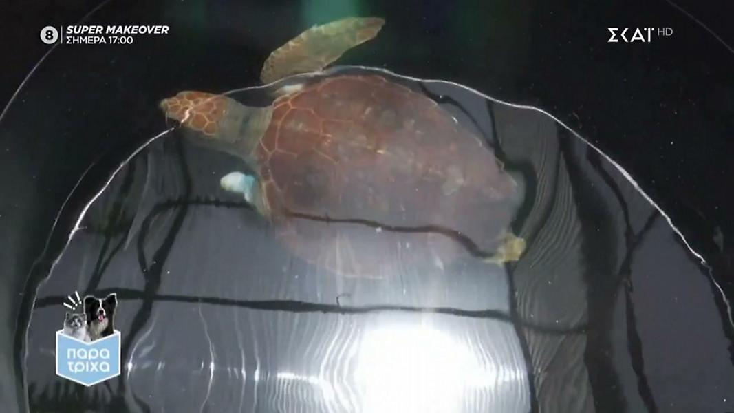 ΑΡΧΕΛΩΝ: Το καταφύγιο της Θαλάσσιας Χελώνας στην Ελλάδα