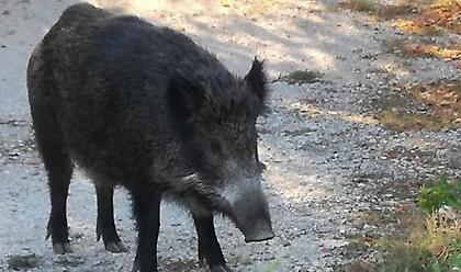 Θεσσαλονίκη: Αιχμαλωτίστηκε αγριογούρουνο στο άλσος των Συκεών