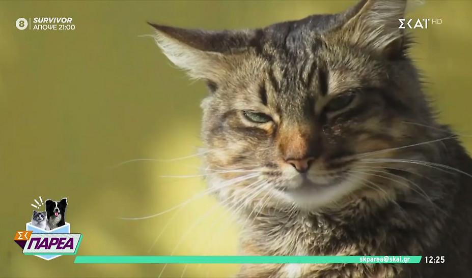 Παρά Τρίχα: Γκρεμίζοντας μύθους και παρανοήσεις για τις γάτες