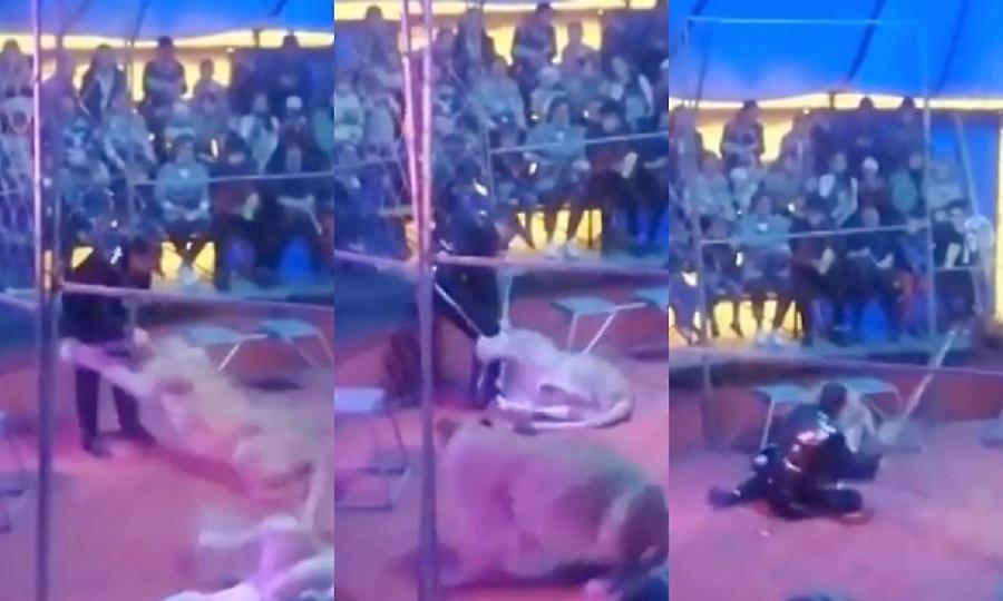 Σοκαριστικό βίντεο: Λιοντάρι σε τσίρκο επιτέθηκε στον εκπαιδευτή του! (video)