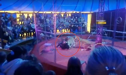 Λιοντάρι σε ρωσικό τσίρκο δάγκωσε τον εκπαιδευτή!