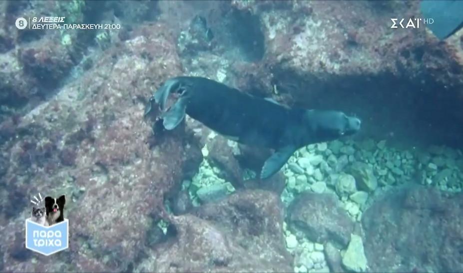 Παρά Τρίχα: Η μεσογειακή φώκια είναι σύμβολο βιοποικιλότητας στην Ελλάδα