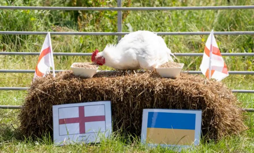 Αγγλία: Πρόβλεψη για πρόκριση από... κοτόπουλο