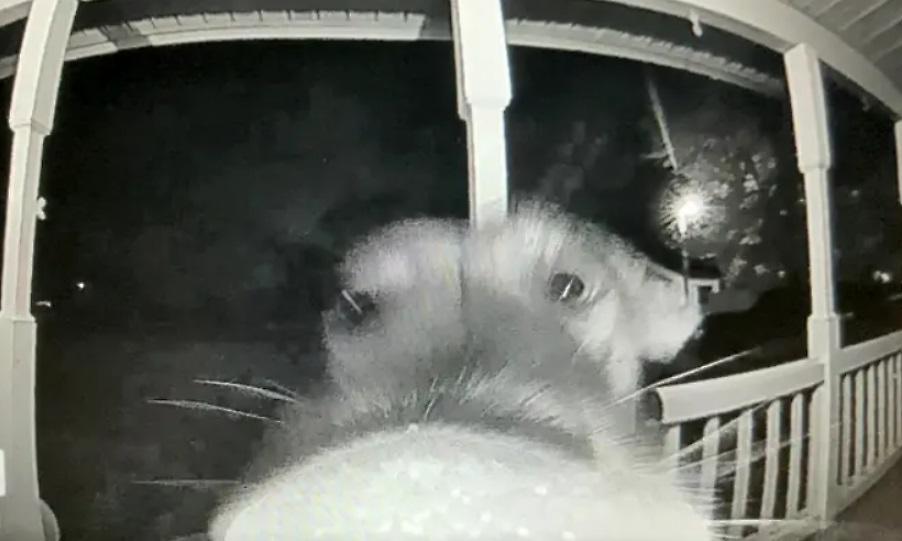 Σκύλος-τζιμάνι χάθηκε και επέστρεψε στο σπίτι χτυπώντας το κουδούνι τα ξημερώματα