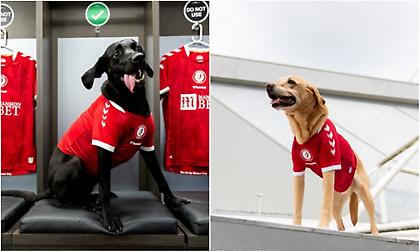 Σκύλοι παρουσίασαν τη νέα εμφάνιση της Μπρίστολ Σίτι! (pics)