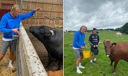 Πάει η Μύκονος: Ο Χάαλαντ σε αγρόκτημα με γελάδια