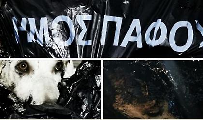 Φρίκη στην Κύπρο: Έλουσαν με πίσσα σκυλάκια