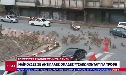 Απίστευτες εικόνες στην Ταϊλάνδη: Μαϊμούδες σε αντίπαλες ομάδες «τσακώνονται» για τροφή!