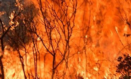Πυρκαγιά στη Φωκίδα: Πάνω από 8 χιλιόμετρα το μέτωπο – Εκκένωση και στον Τολοφώνα