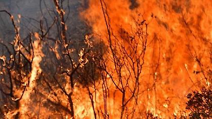 Αντιπεριφερειάρχης Ηλείας: «Καταβάλλεται υπεράνθρωπη προσπάθεια για να ανακοπεί το πύρινο μέτωπο»