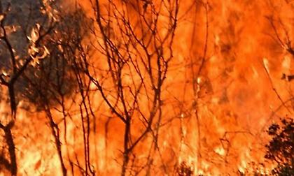Μάχες σε Αρκαδία-Ηλεία: Μεγάλο το πύρινο μέτωπο στη Γορτυνία-Εικόνες καταστροφής στο Πυρρή