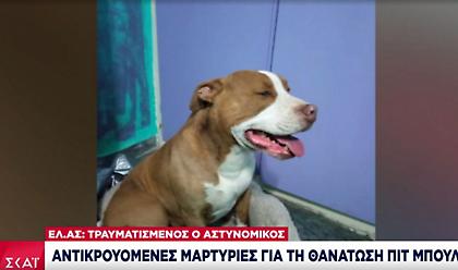 Αντικρουόμενες μαρτυρίες για τη θανάτωση του σκύλου στο Γαλάτσι