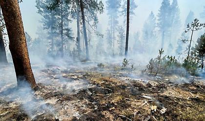 Meteo Αστεροσκοπείου: Οι πρόσφατες πυρκαγιές έκαναν στάχτη το 16% των δασών της Αττικής