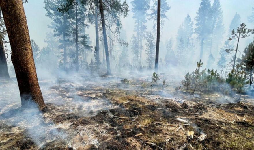 Οι πρόσφατες πυρκαγιές έκαναν στάχτη το 16% των δασών