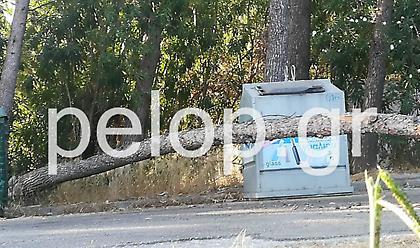 Πάτρα: Πεύκο παραλίγο να «πλακώσει» πεζούς στην πλαζ