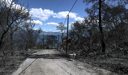 Έκτακτη χρηματοδότηση 3 εκατ. ευρώ για Περιφέρειες που επλήγησαν από τις πυρκαγιές