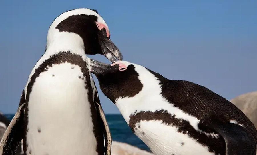 Μέλισσες σκότωσαν πιγκουίνους υπό εξαφάνιση