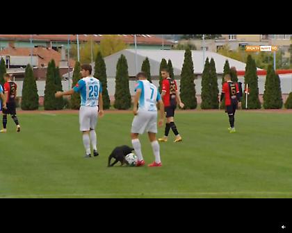 Σκύλος μπήκε σε γήπεδο για να… κλέψει την μπάλα!