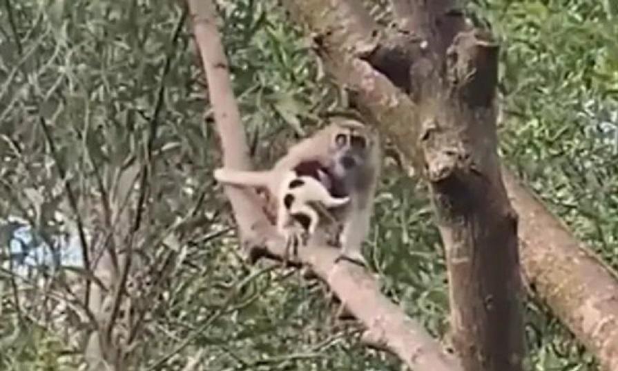Άγρια μαϊμού... απήγαγε ένα κουτάβι για τρεις μέρες