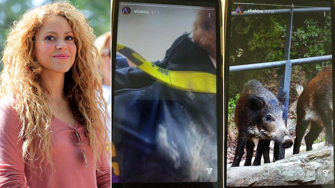 Η Σακίρα έπεσε θύμα επίθεσης από αγριογούρουνα