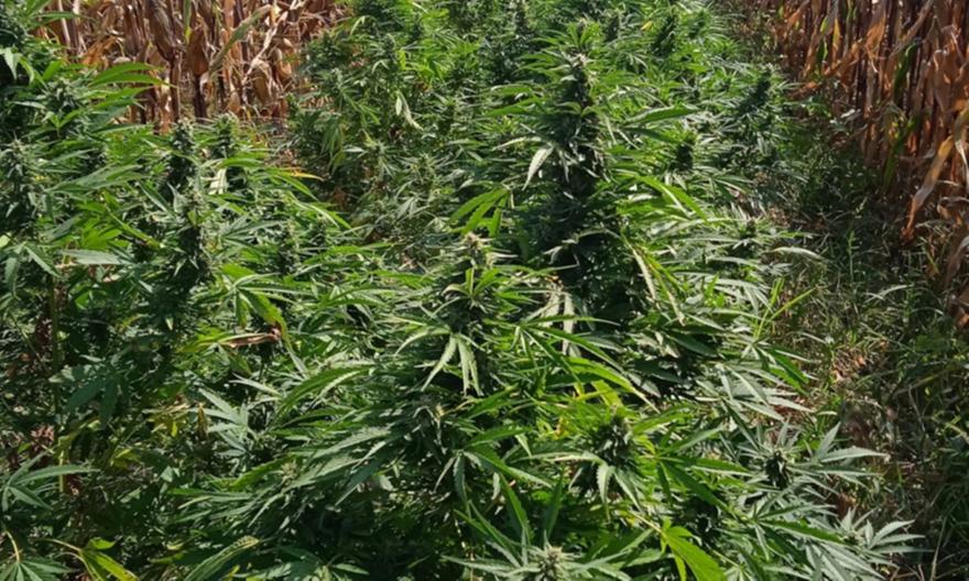 Πέλλα: Καλλιεργούσε χασισόδενδρα σε ξένο χωράφι