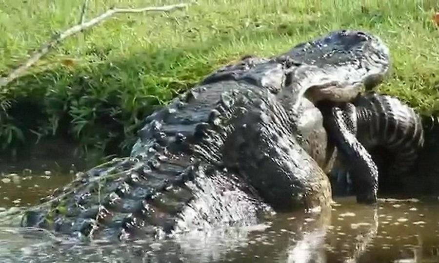 Συγκλονιστικό βίντεο: Τεράστιος αλιγάτορας καταβροχθίζει άλλον αλιγάτορα 2 μέτρων!