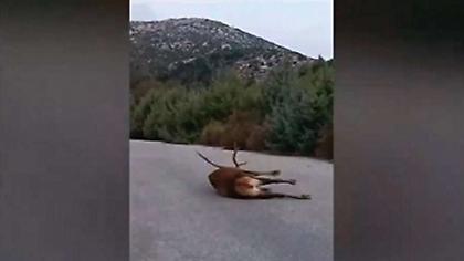 ΣΟΚ: Ελάφι σπάραζε επί 3 μέρες στη μέση του δρόμου και το δασαρχείο αδιαφορούσε