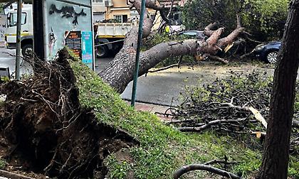 Έπεσε δέντρο στο Χαϊδάρι - Διακόπηκε η κυκλοφορία