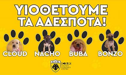 Στηρίζει την υιοθεσία αδέσποτων η ΑΕΚ - Με κουτάβια στα χέρια θα βγουν οι παίκτες