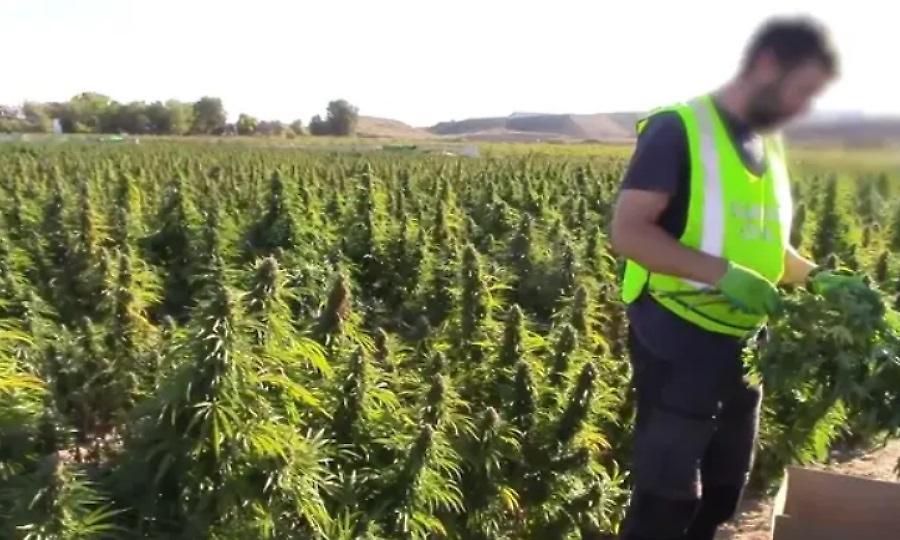 Η μεγαλύτερη στην Ευρώπη: Εντοπίστηκε φυτεία κάνναβης έκτασης 12 στρεμμάτων!