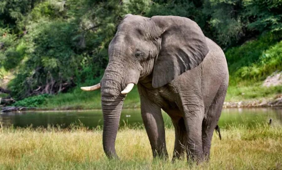 Λαθροθήρας ποδοπατήθηκε μέχρι θανάτου από ελέφαντα!