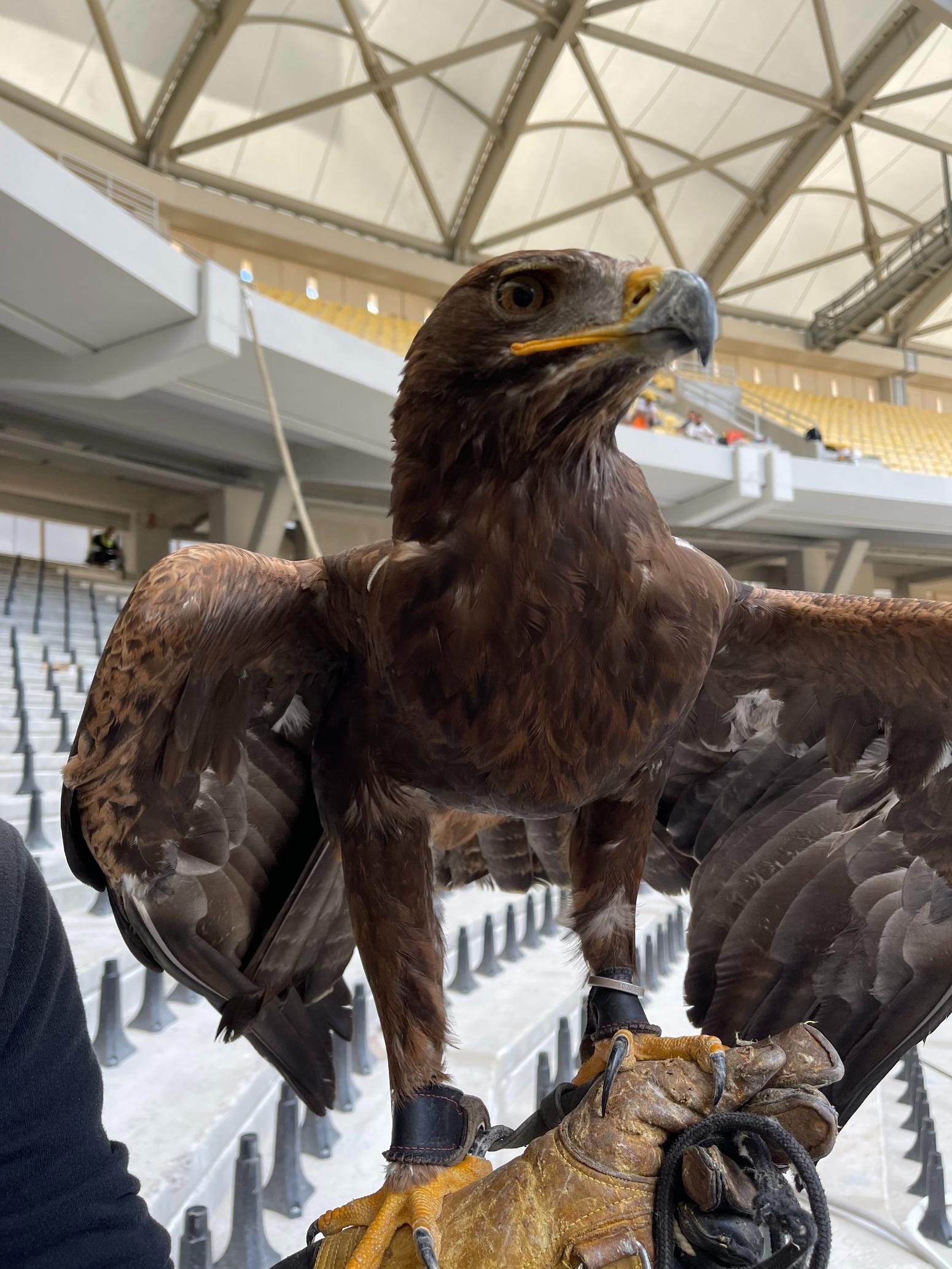 ΑΕΚ: «Αυτός είναι ο αετός για τη Νέα Φιλαδέλφεια»