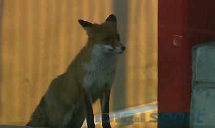 «Να δει μπάλα θέλει»: Αλεπού στην κερκίδα σε αγώνα στη Ρουμανία!