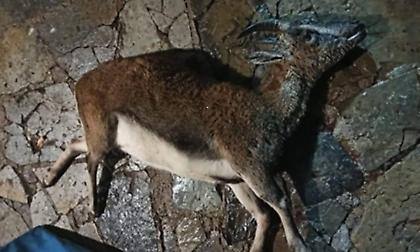 Κτηνωδία: Ασυνείδητοι σκότωσαν κρι κρι στον Εθνικό Δρυμό Σαμαριάς