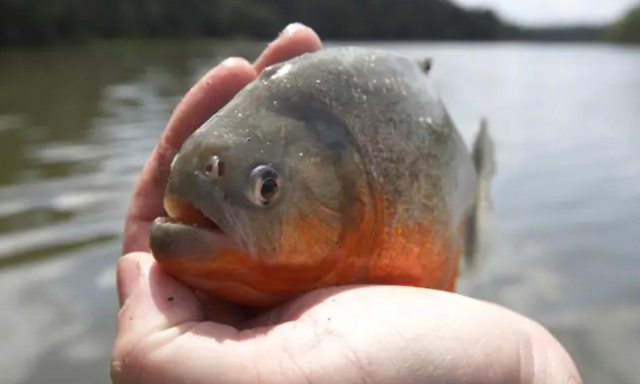 Ψαράς πήδηξε σε λίμνη για να γλιτώσει από... μέλισσες, πνίγηκε και τον έφαγαν πιράνχας