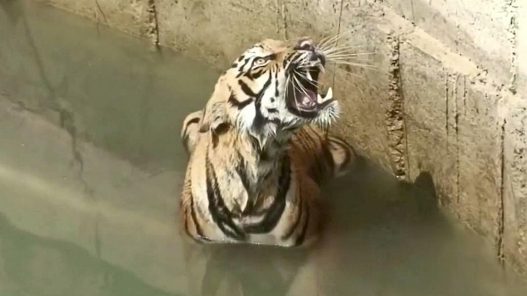 Διέσωσαν τίγρη που έπεσε σε πηγάδι στην Ινδία