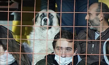 Αδέσποτος σκύλος μπήκε στο γήπεδο, την άραξε σε κάθισμα και είδε... Αρμενία-Γερμανία!