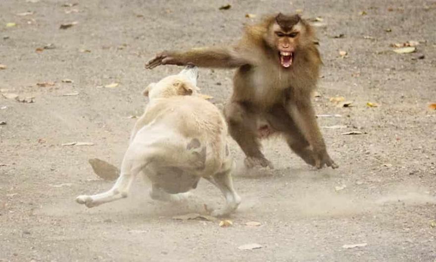 Ινδία: Συμμορία μαϊμούδων σκότωσε 250 σκύλους για εκδίκηση