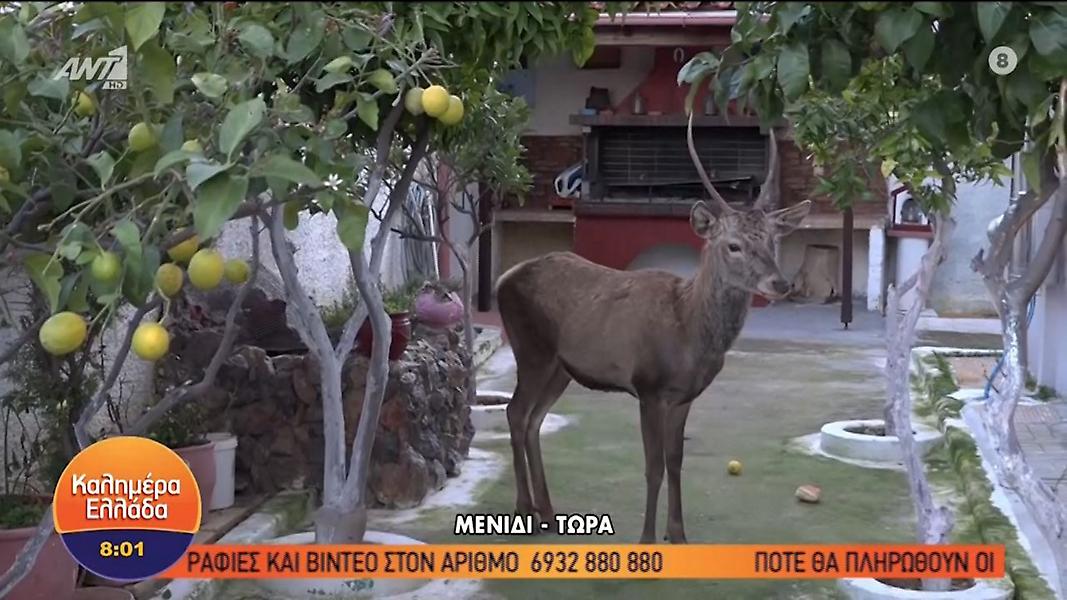 Κάτοικος στο Μενίδι: «Έχω ένα ελάφι στον κήπο μου! Να έρθει κάποιος να το σώσει»