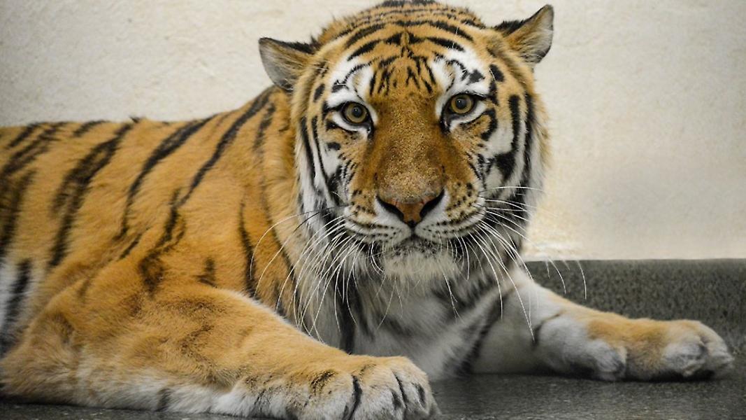 Σκότωσαν τίγρη σε ζωολογικό κήπο της Φλόριντα για να σώσουν υπάλληλο