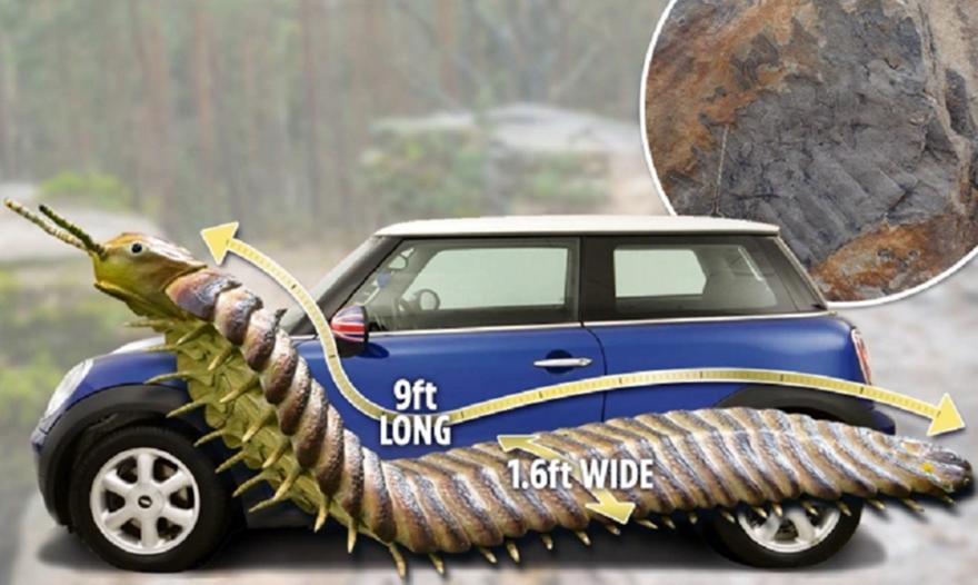 Απολίθωμα σαρανταποδαρούσας σε μέγεθος αυτοκινήτου