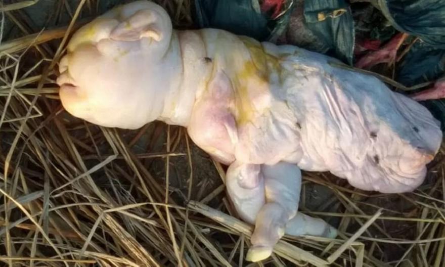 Κατσίκα γέννησε κατσικάκι με ανθρώπινο πρόσωπο