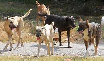 Έρευνα μετά από καταγγελία για δηλητηρίαση και θανάτωση δύο αδέσποτων σκύλων στην Ημαθία